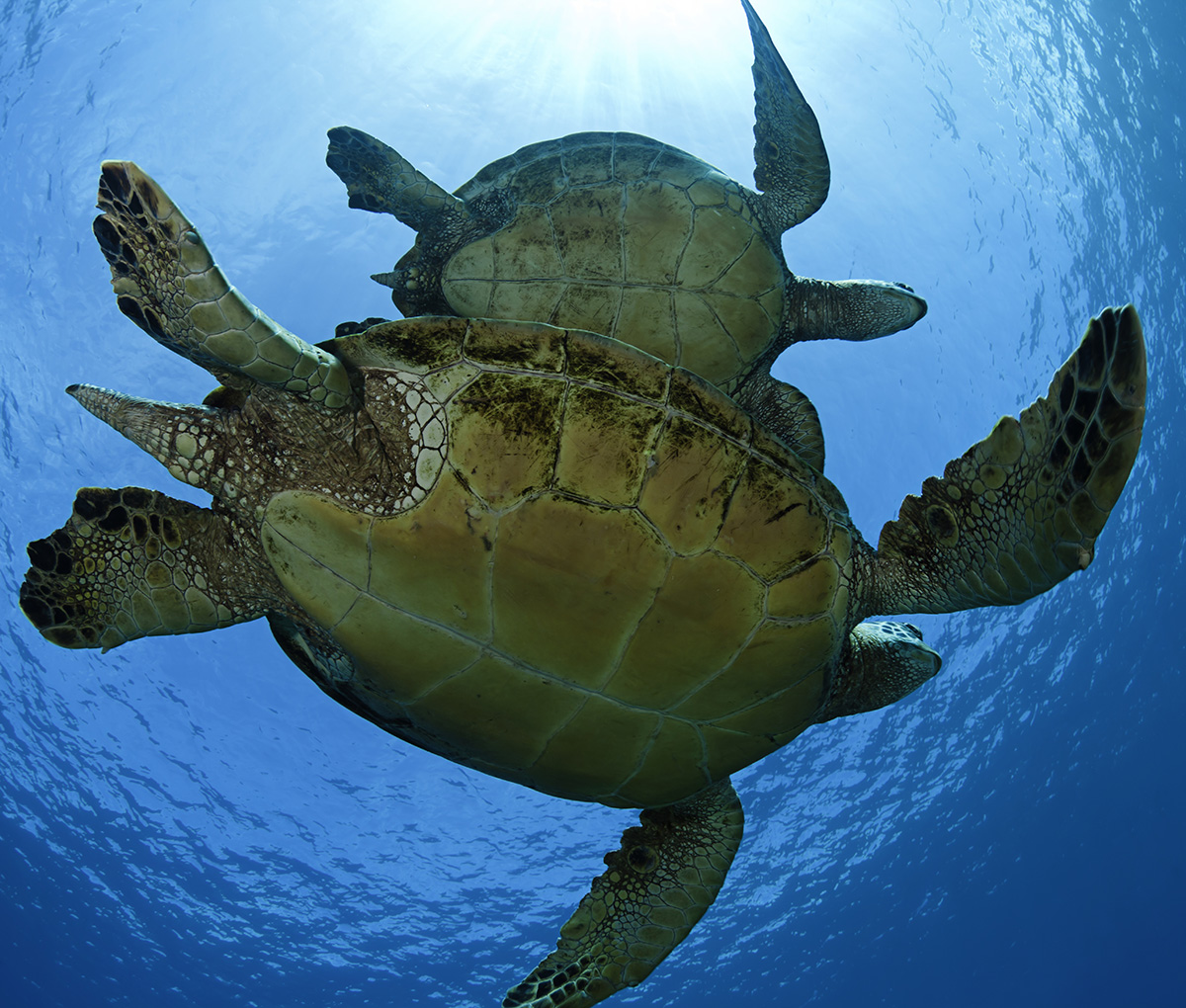 MauiOceanCenter's tweet photo. Join us in shellebrating #WorldTurtleDay! π
-
The education and conservation of Hawaiian #GreenSeaTurtles is at the heart of who we are at Maui Ocean Center.
-
#OceanAloha #WorldTurtleDay2022 #MarineConservation #GoGreenForBlue #ImmerseYourself #Hawaii #Maui
-
π· David Fleetham https://t.co/SXNX4UyIkP