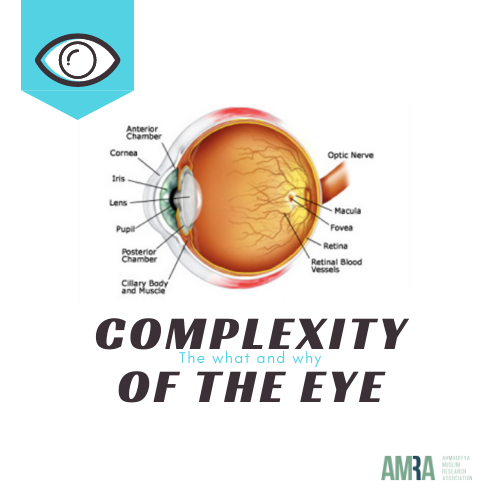 AMRALajna's tweet photo. We know that the eye is a complex organ, here is a brief what and why on the intricacy of the eye and some of it's key features.
#eye #AMRA #research #whatandwhy #cornea #Muslim #scientists https://t.co/Y4Nbc75IU2