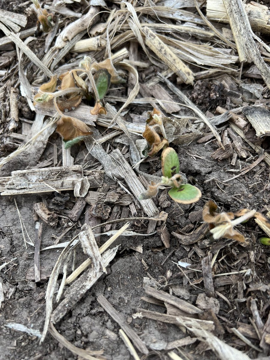 Residue was a big factor in amount of frost/freeze damage. <a href="/LGSeeds/">LG Seeds</a> #Plant22