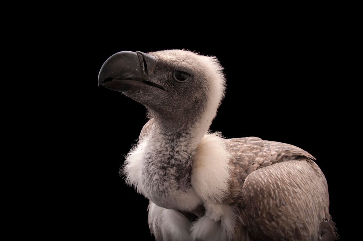 Our “Photo Ark” exhibition at the @UO_MNCH showcases beautiful portraits of incredible, but vanishing species like this photo #NatGeoExplorer and photographer @JoelSartore took of a critically endangered African white backed vulture. Book your visit: on.natgeo.org/6012zuB8I