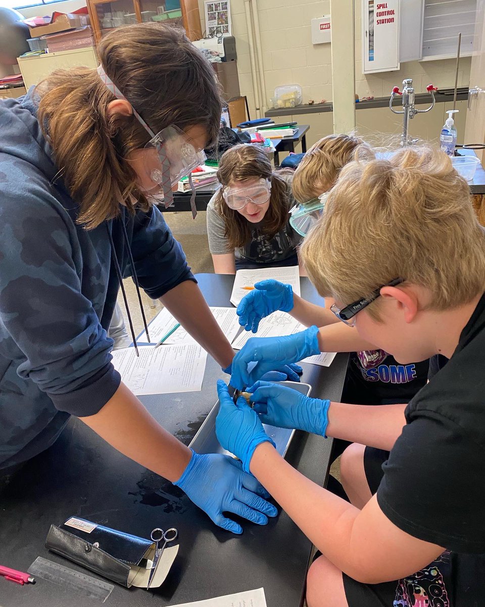 MissBorsani's tweet image. Frog dissections!!! 🐸 We had so much fun joining the 6th graders in dissections - thank you for letting us join!