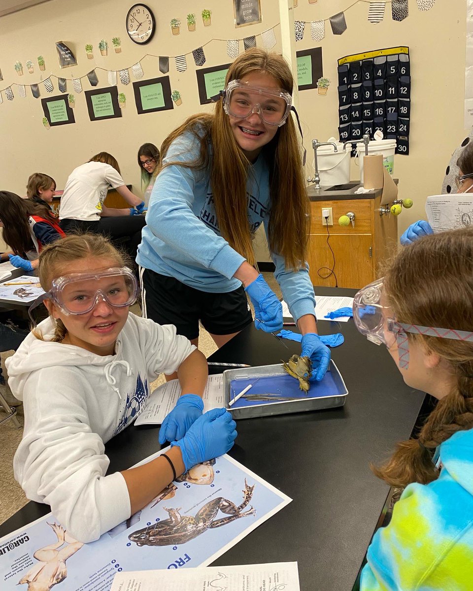 MissBorsani's tweet image. Frog dissections!!! 🐸 We had so much fun joining the 6th graders in dissections - thank you for letting us join!