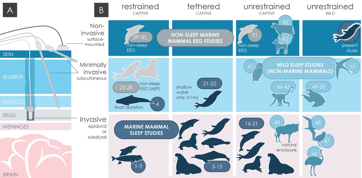 🥳My next chapter, developing a method for the first recordings of sleep in wild marine mammals, is published today in Animal Biotelemetry! 

Our study is the first to use non-invasive surface-mounted EEG sensors in the wild (&amp; fully reproducible methods!)
animalbiotelemetry.biomedcentral.com/articles/10.11…