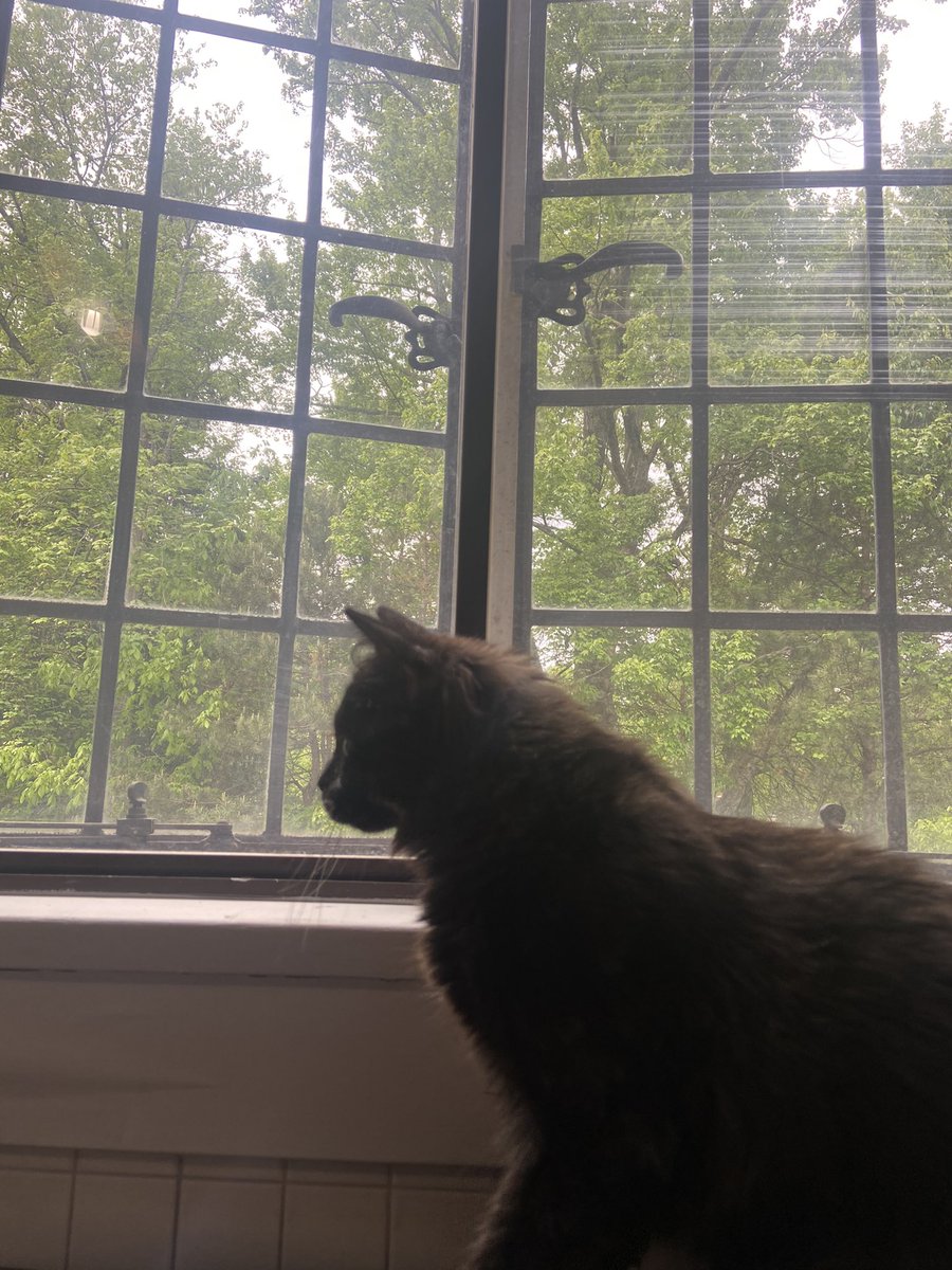 Lorbooo's tweet photo. my apartment is starting to feel like home for molly, olly, &amp; I ✨�� https://t.co/bz5WCRdhCL