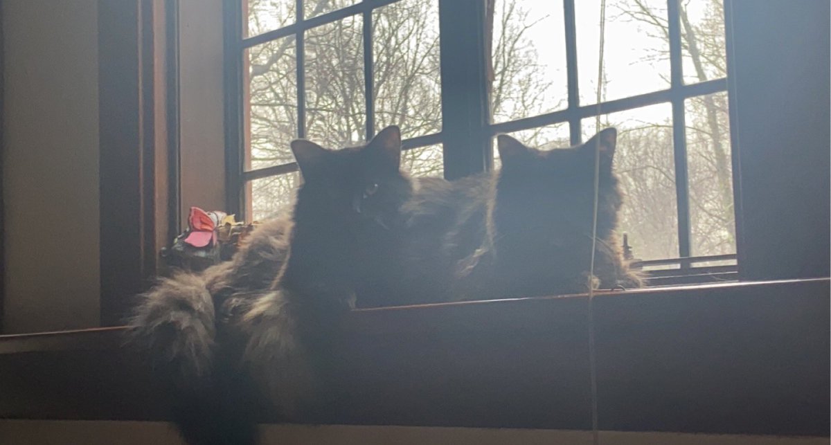 Lorbooo's tweet photo. my apartment is starting to feel like home for molly, olly, &amp; I ✨�� https://t.co/bz5WCRdhCL