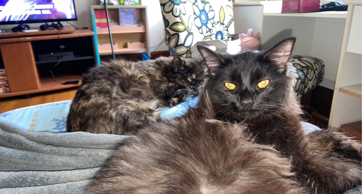 Lorbooo's tweet photo. my apartment is starting to feel like home for molly, olly, &amp; I ✨�� https://t.co/bz5WCRdhCL