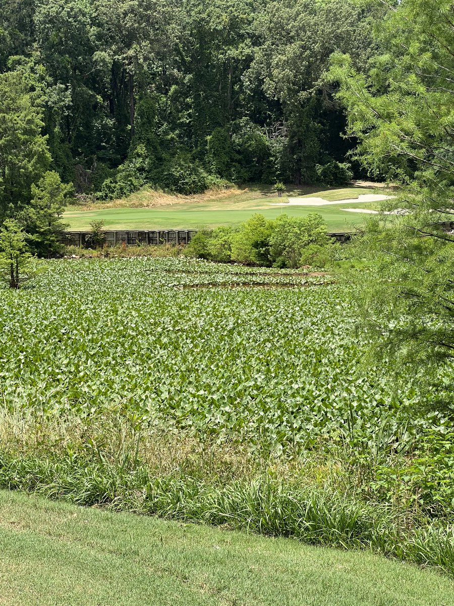 back9boys's tweet photo. The Judge @back9boys @back9boysgolf @ESPNCoastal @RTJGolf #golfalabama #sweethomeslabama #playrtj @LetsGolfTravel @MizunoGolfNA @clubcar @bridgestonegolf @GolfNewsNet #back9boys_radio @RenHotels https://t.co/ajvCUlwPgi