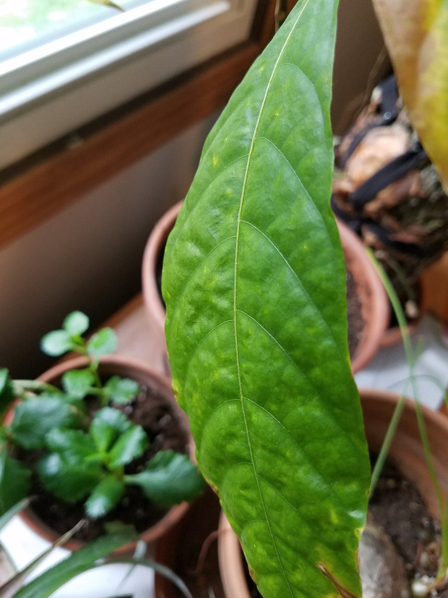 MelsCells's tweet photo. #plant people! Help! Does anyone know why my #cacao plant used to make solid dark green leaves, but now it's making pale leaves with only green in the veins? Is this #chlorosis (&amp; what do I do)?? https://t.co/E88v21sElz