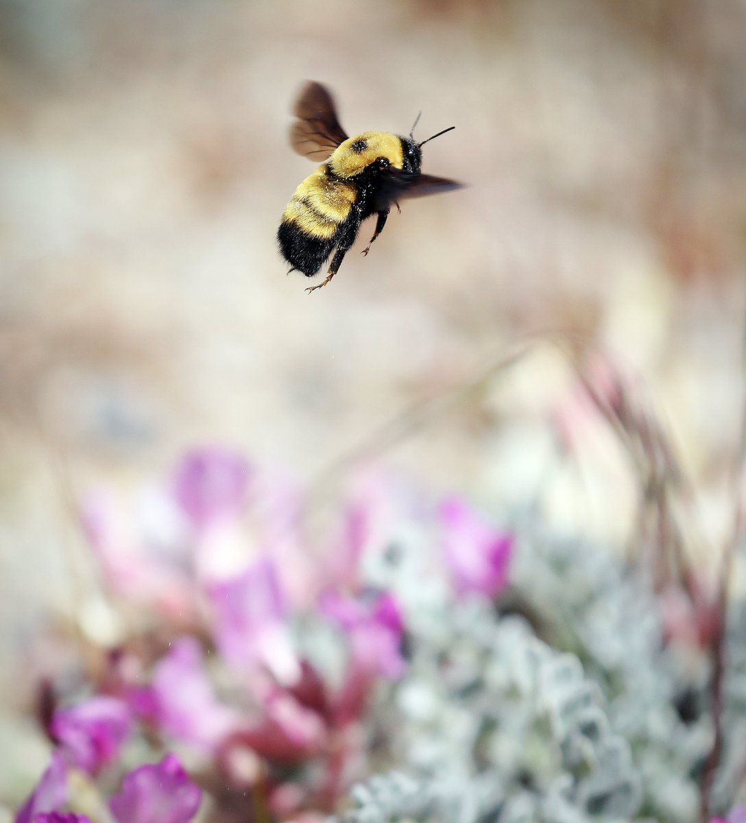 The large bumble bees we see out in the spring are often queens, getting their nests ready for their daughters to take over, soon these fuzzy bees will stay underground and their smaller worker daughters will be buzzing around collecting pollen for their sisters as they develop.