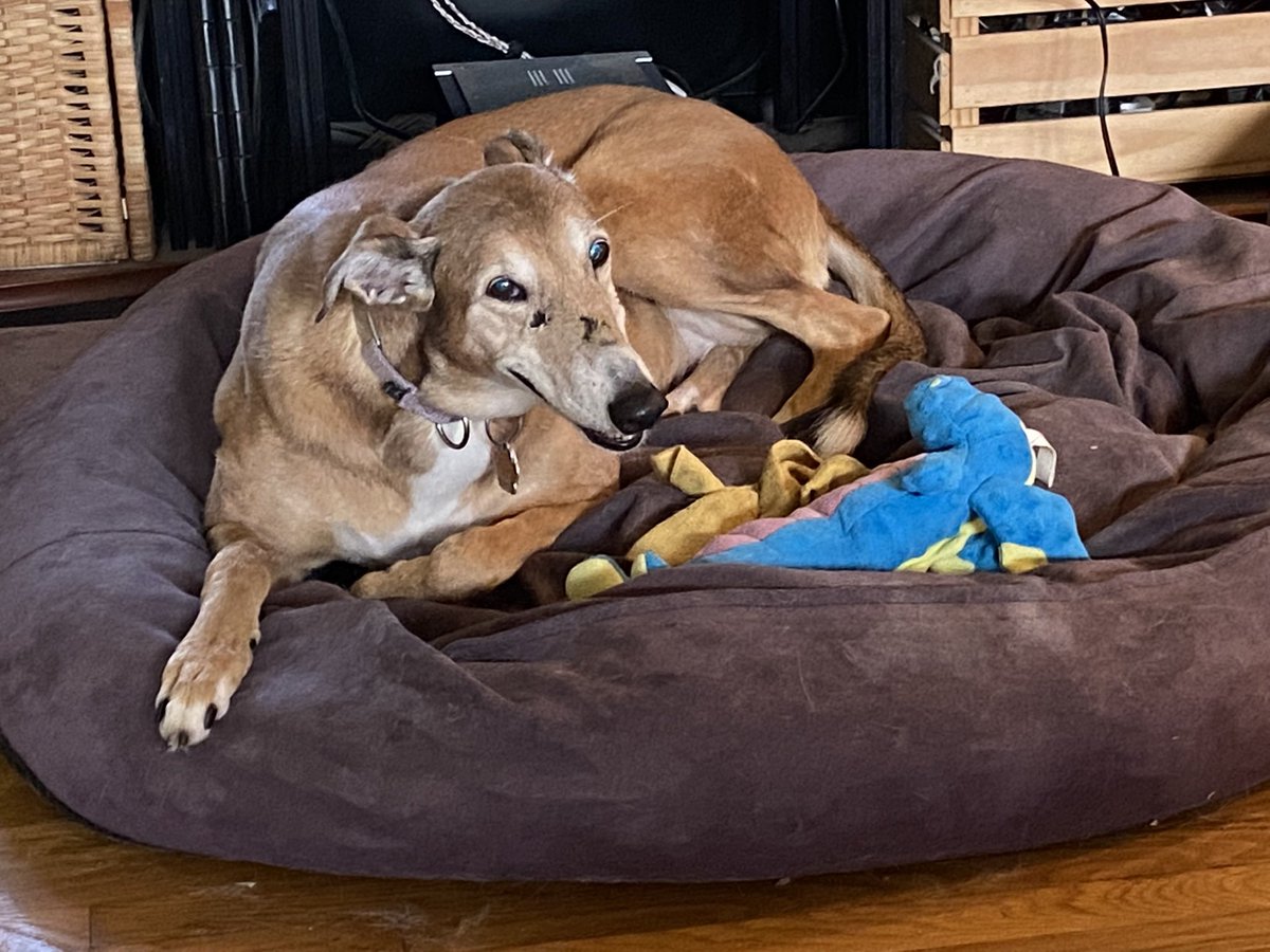 NickGreyhound1's tweet photo. After dinner whinge! Just because. #TheStaff is cooking family supper. All I got was cold boar flavored pellets and water. #houndsoftwitter #greyhounds #DevilInRed https://t.co/klUbQBbJKI