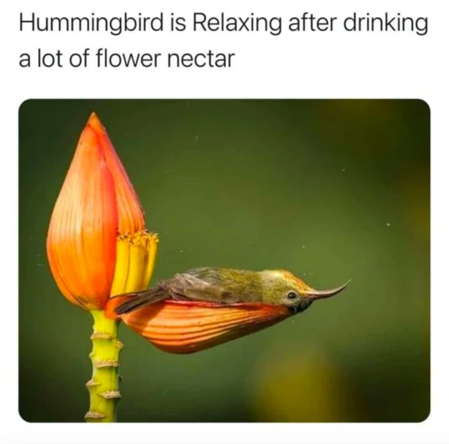 WholesomeMemes tweet media