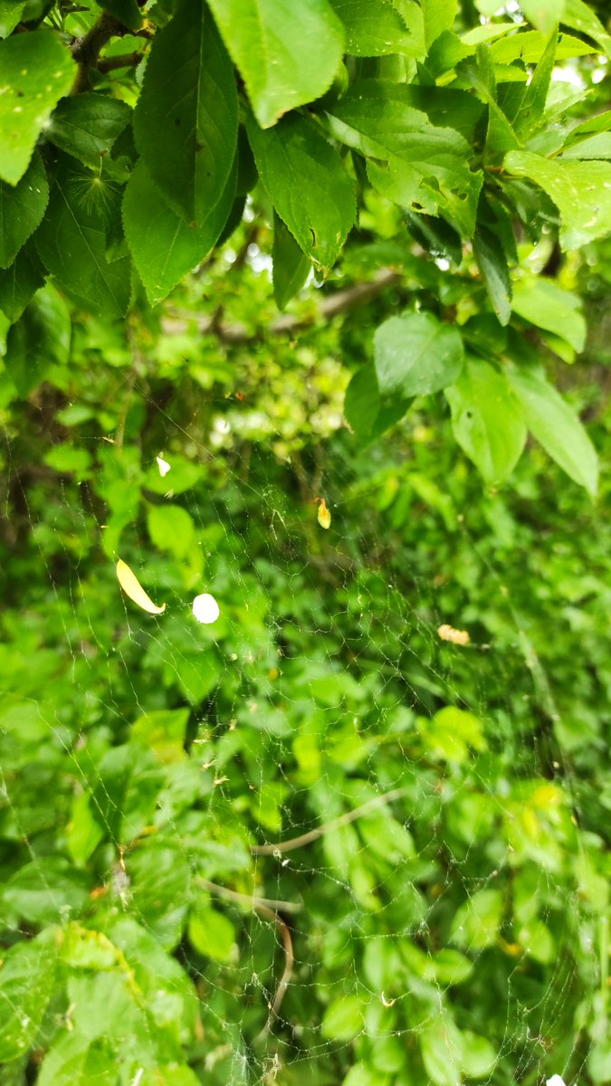 DronAvadon's tweet photo. #net #green https://t.co/xioGROPy4v
