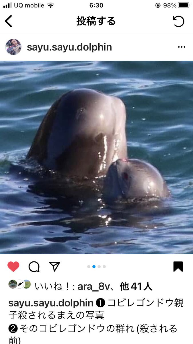 kintyumu79's tweet photo. 太地町イルカ猟

コビレゴンドウの親子が殺される前の姿
子イルカが母イルカを見つめる
母親が命をかけても我が子を守れないと悟った時、、
(大丈夫ずっと一緒よ)
と言いながら死間際まで子をあやす姿は人と同じ
9月からこの悲しみが始まる
＃イルカ猟を廃止しよう
＃イルカショーのチケット買わない https://t.co/f5tlftJTI1