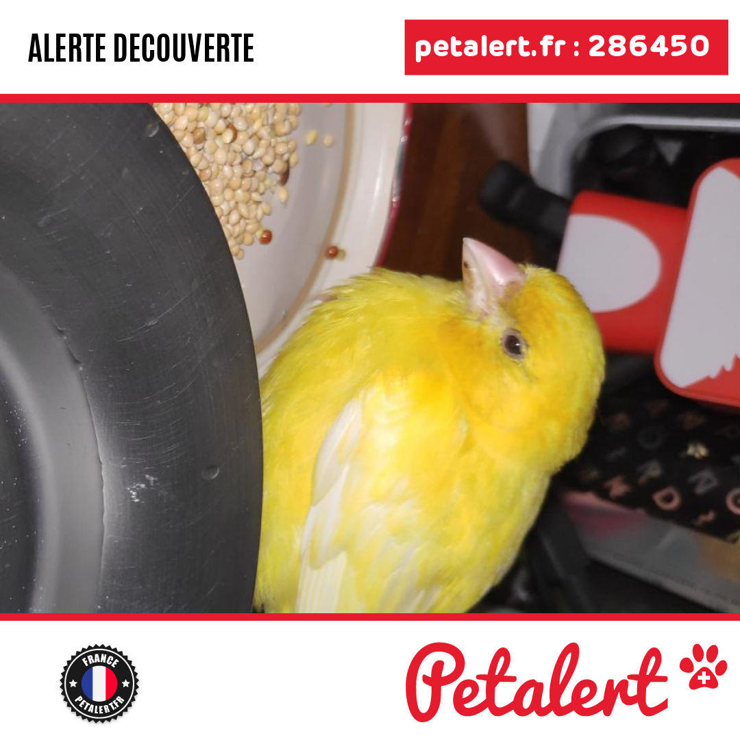 petalert_france's tweet photo. Trouvé #Oiseau #Paris #Paris #Petalert #PetAlert75 / https://t.co/H75yshm7yq https://t.co/uKRmEVaeiw