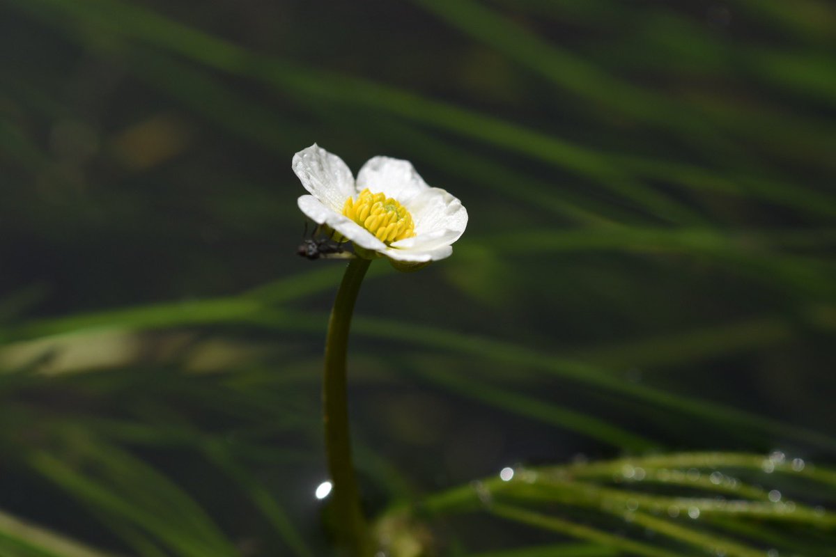 Luo_Chen2's tweet photo. One of the highlights of yesterday’s hike - Ranunculus fluitans blooming in the river Würm. https://t.co/bTQw2js3Iu