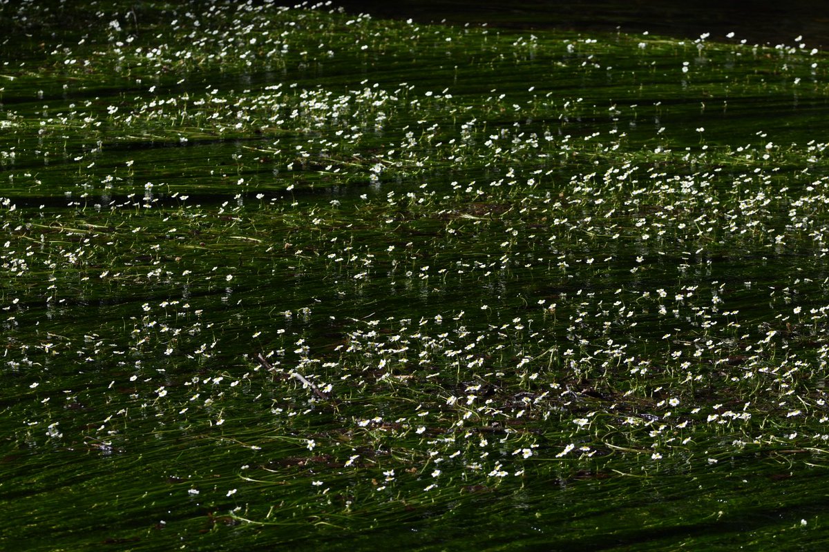 Luo_Chen2's tweet photo. One of the highlights of yesterday’s hike - Ranunculus fluitans blooming in the river Würm. https://t.co/bTQw2js3Iu