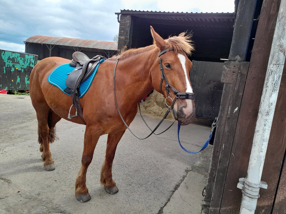 Clancy the Irish Draught tweet media