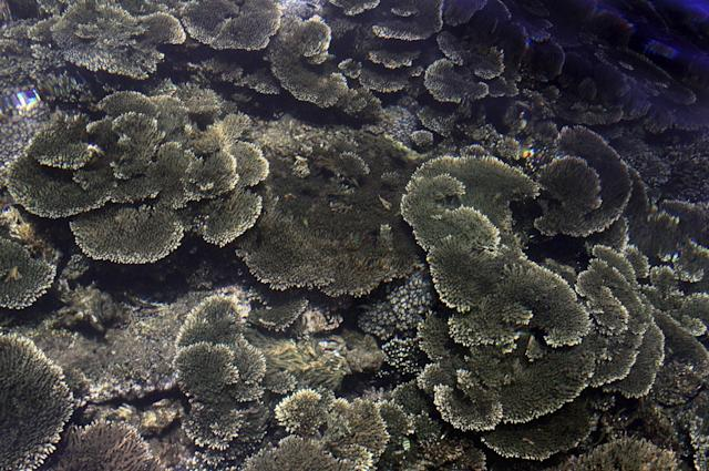 TabascoHOY's tweet photo. #Mundo🌎| Un equipo estadounidense de científicos ha descubierto que un tipo de coral blando común en la costa de Florida fabrica un componente químico al que se atribuyen propiedades contra el cáncer.🪸🔴
https://t.co/AMFwXSwcSG https://t.co/pblZzIa4Co