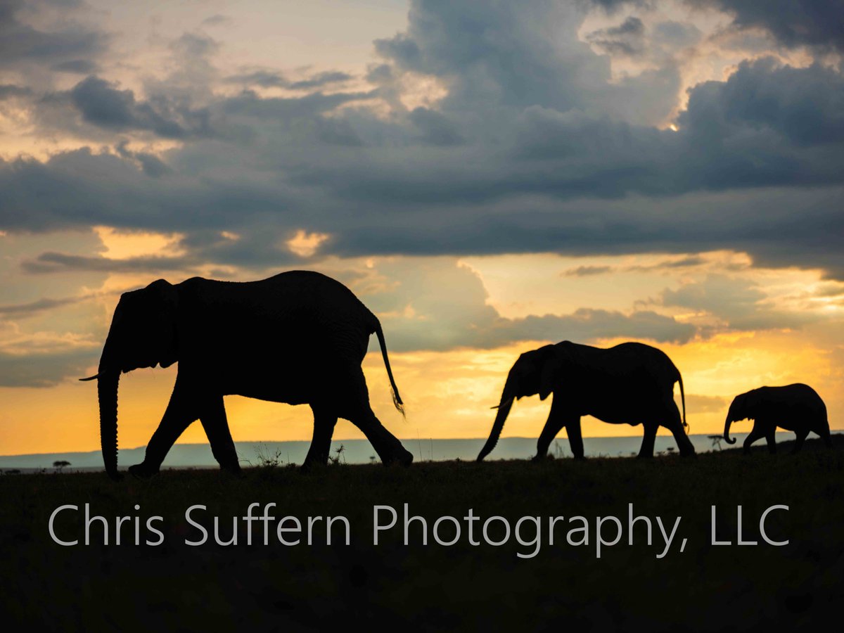 SuffernShots's tweet photo. @KichecheCamps #NaturePhotography #wildlifephotography #sunsetphotography #wildlife #GFX50SII @BlackPhotogs #nature #naturelovers #gfx50r https://t.co/Ens7XfpUpH