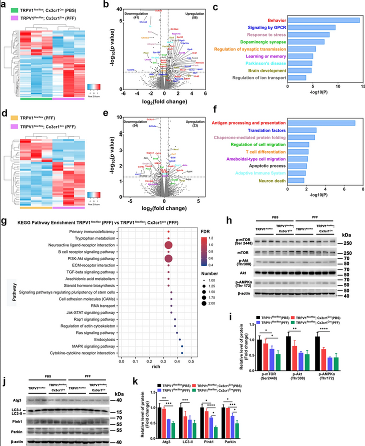 ScienceofPD's tweet photo. TRPV1 agonist capsaicin reduces phosphorylation of #Parkinsons-associated α-synuclein in primary neurons by boosting phagocytosis in PFF-tolerant microglia in vitro; "Modulating microglial metabolism might be a new therapeutic strategy for PD"
https://t.co/SdwJyxnSZD https://t.co/zFNVjKQZWX