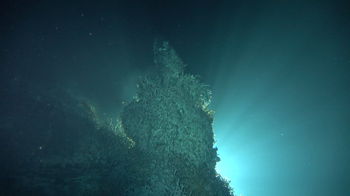 Ocean_Networks's tweet photo. We're watching you @PelagicServices! ROV Odysseus is lighting up Grotto #HydrothermalVent. Cabled camera from @SubCImaging is watching the action. Access real-time and recorded fixed camera video at https://t.co/IkkPOpcOTT to #knowtheocean https://t.co/PetVvefNP0