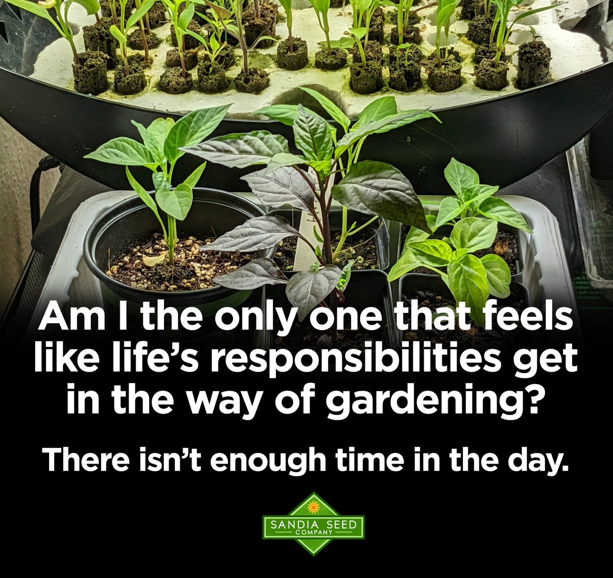 SeedSandia's tweet photo. Am I the only one that feels 
like life’s responsibilities get 
in the way of gardening? 
There isn’t enough time in the day. 
#gardening #startingseeds #garden https://t.co/9KojDVJHC9