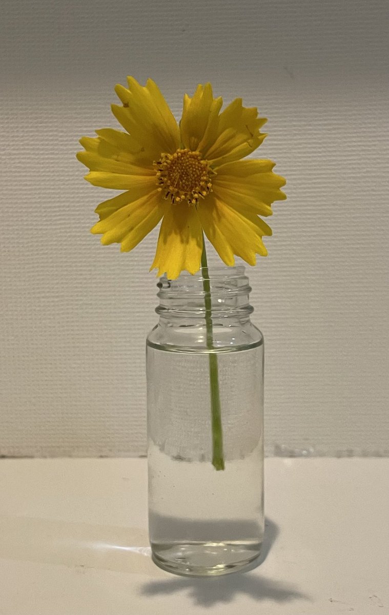 散歩してて見つけました。