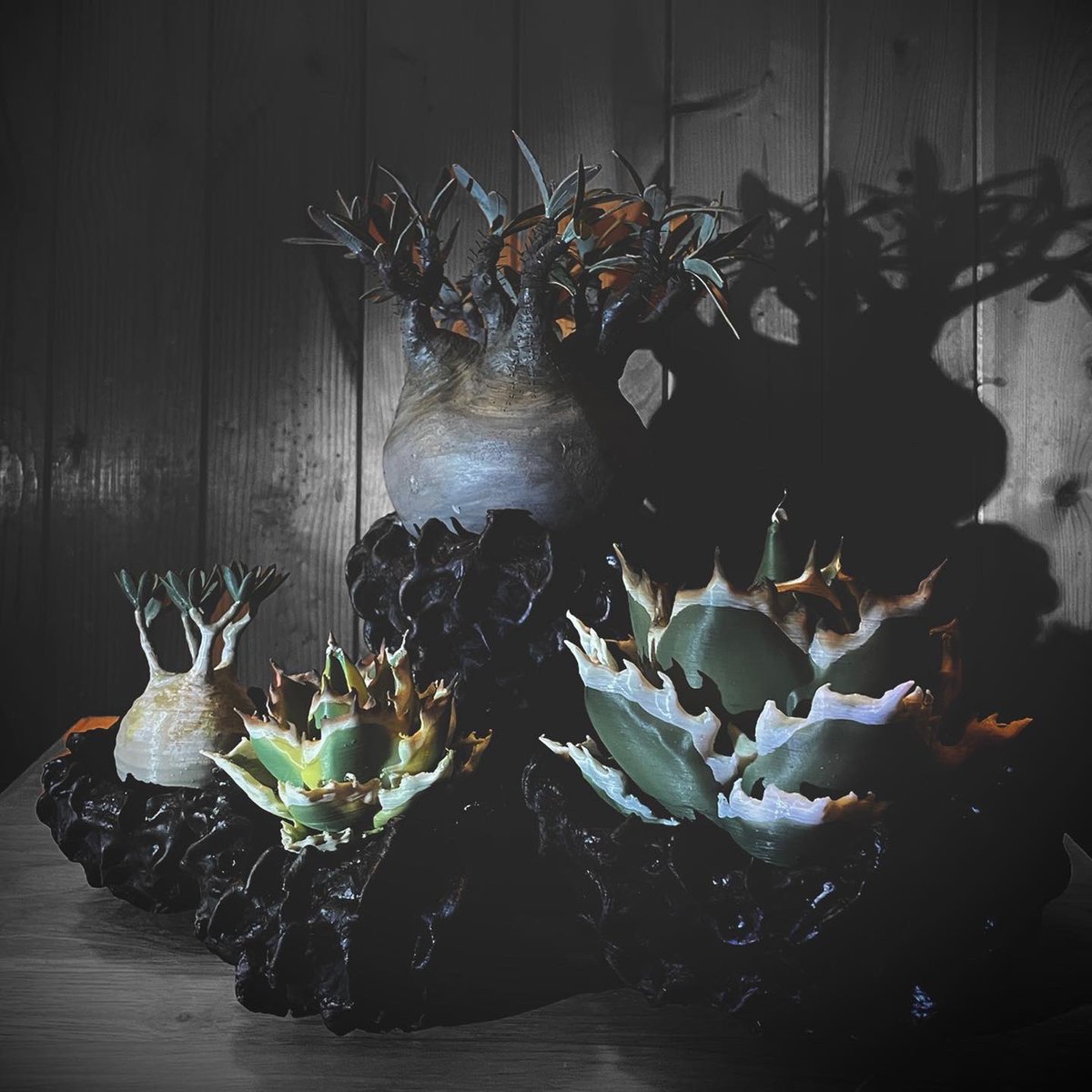 F.E.P. (Five Elements Plants) (@FEPFiveElement) / Posts / X