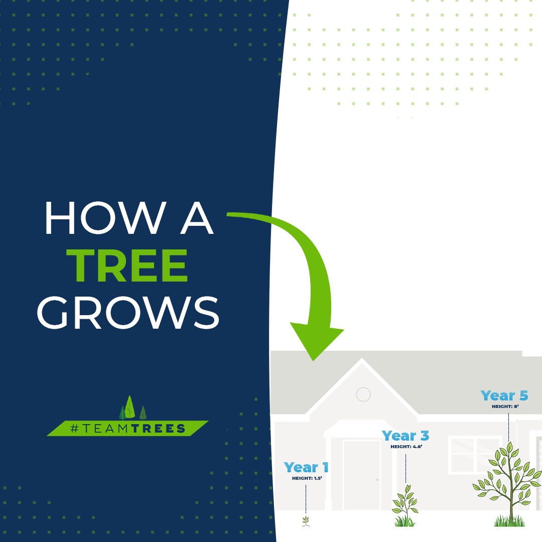 teamtreesofficl's tweet image. The average tree takes several decades to reach maturity. It&apos;s a slow process - but one that&apos;s well worth the wait! 🌱➡️🌳

What do you want to know about the life cycle of trees, #TEAMTREES? Let us know your questions in the comments and we&apos;ll answer them for #TreeFactTuesday!