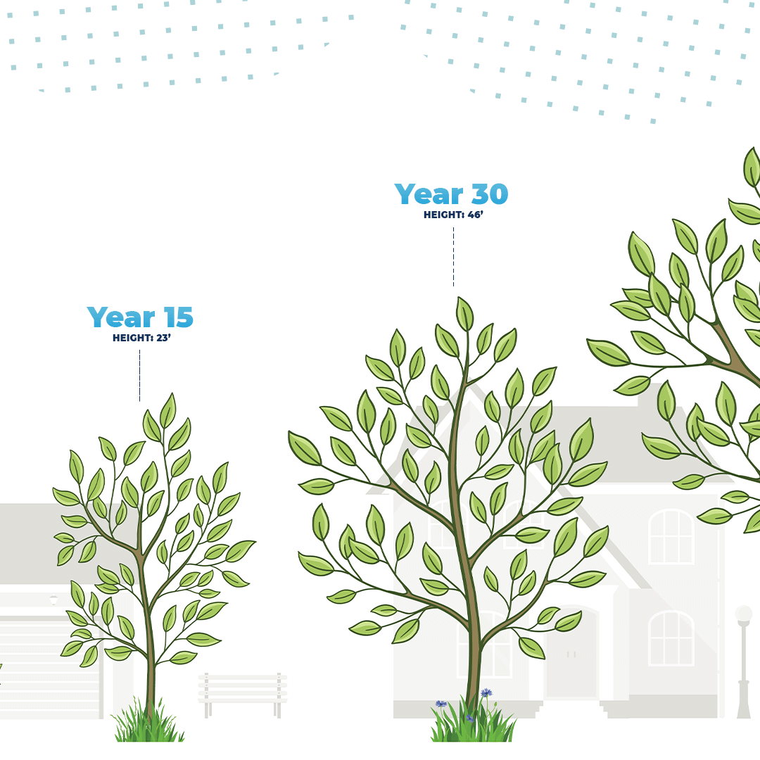teamtreesofficl's tweet image. The average tree takes several decades to reach maturity. It&apos;s a slow process - but one that&apos;s well worth the wait! 🌱➡️🌳

What do you want to know about the life cycle of trees, #TEAMTREES? Let us know your questions in the comments and we&apos;ll answer them for #TreeFactTuesday!