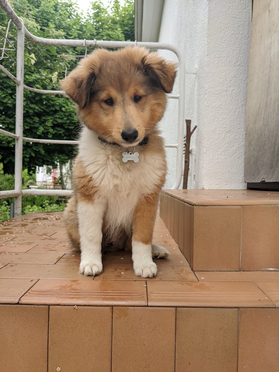 VandyKhamsay's tweet photo. Bonjour Toffee https://t.co/KLgZDBGfAq
