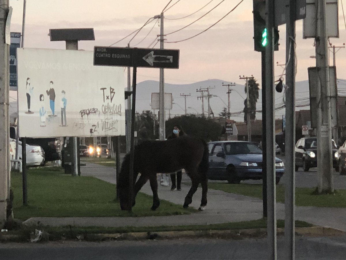 jhasfurab's tweet photo. Caballos nuevamente el cuatro esquinas con Ulrritzen @TTICoquimbo https://t.co/4Q868quQyz
