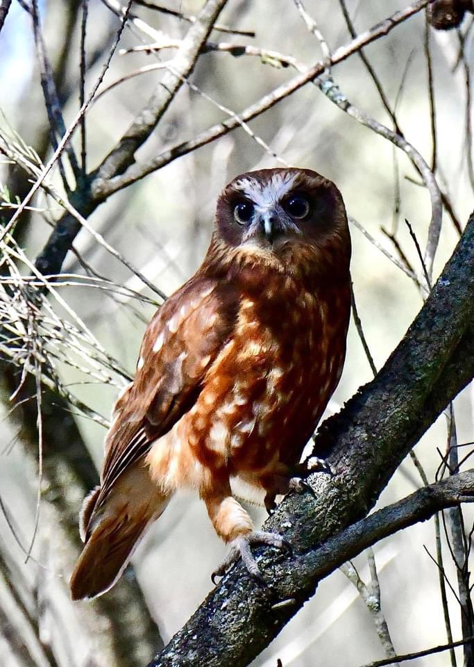PhylandRebecca's tweet photo. Heard but rarely seen - the Southern Boobook Owl amongst the sheoaks on Kangaroo Island.
#wildearth #embracetheelements #wandertotheedge https://t.co/Y7FzAFFJ68