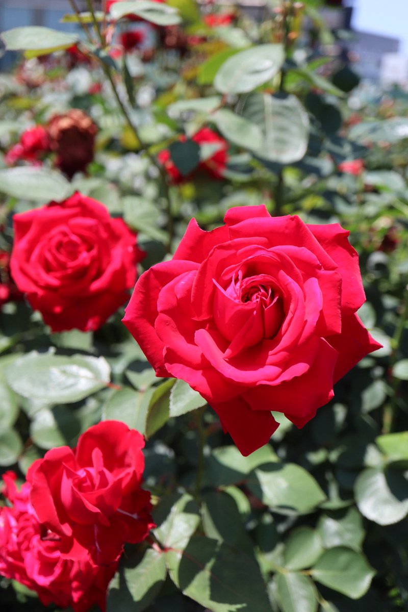 rosepottokyo's tweet photo. ホテルニューオータニのRed Rose Garden 🥀素敵💕 #newotani #ニューオータニ　#redrosegarden #roses #rosegarden 
#kennethturner https://t.co/CipXF1ppCv