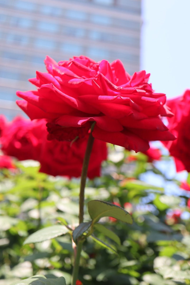 rosepottokyo's tweet photo. ホテルニューオータニのRed Rose Garden 🥀素敵💕 #newotani #ニューオータニ　#redrosegarden #roses #rosegarden 
#kennethturner https://t.co/CipXF1ppCv