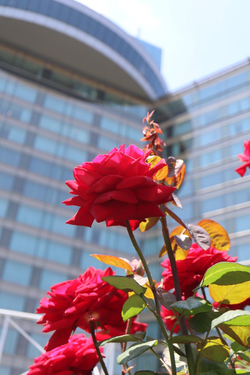 rosepottokyo's tweet photo. ホテルニューオータニのRed Rose Garden 🥀素敵💕 #newotani #ニューオータニ　#redrosegarden #roses #rosegarden 
#kennethturner https://t.co/CipXF1ppCv