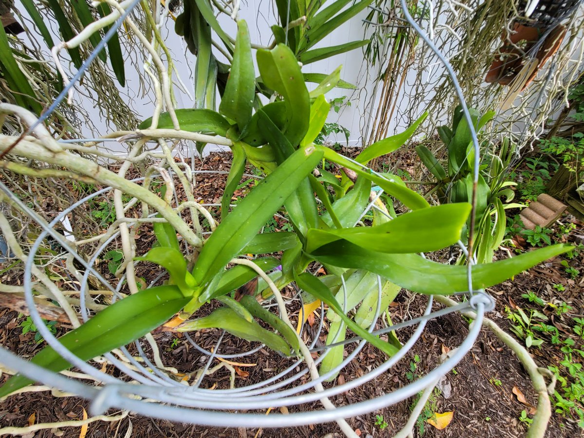 ConnieYurkus's tweet photo. I have a basket full of this one...not a single tag. Looks like an evening search of old files is called for. Is there a tag monster? Where do these things go?! #orchids #orchidissues #flowerspikes #Aerides And will a spike make it to flower this time? π§π€ https://t.co/B9kTLPSndv