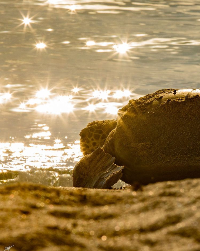 Pacsafe's tweet photo. Healthy oceans need sea turtles.
Sea turtles have played a vital role in maintaining the health of the world's oceans for more than 100 million years and are considered a "keystone species".
#turtletuesday #seaturtle #turtlefacts #protectwhatsvaluable #reduceoceanplastic https://t.co/ntKat13zB8