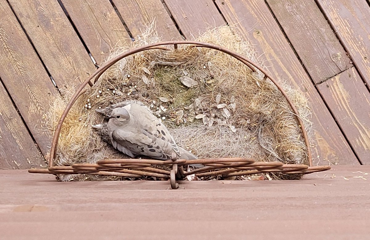 2 baby mourning doves hiding under Mom. You can see their tail feathers. A perfect nesting spot. We have avoided the area and it's been out of the wind. Good camouflage too.