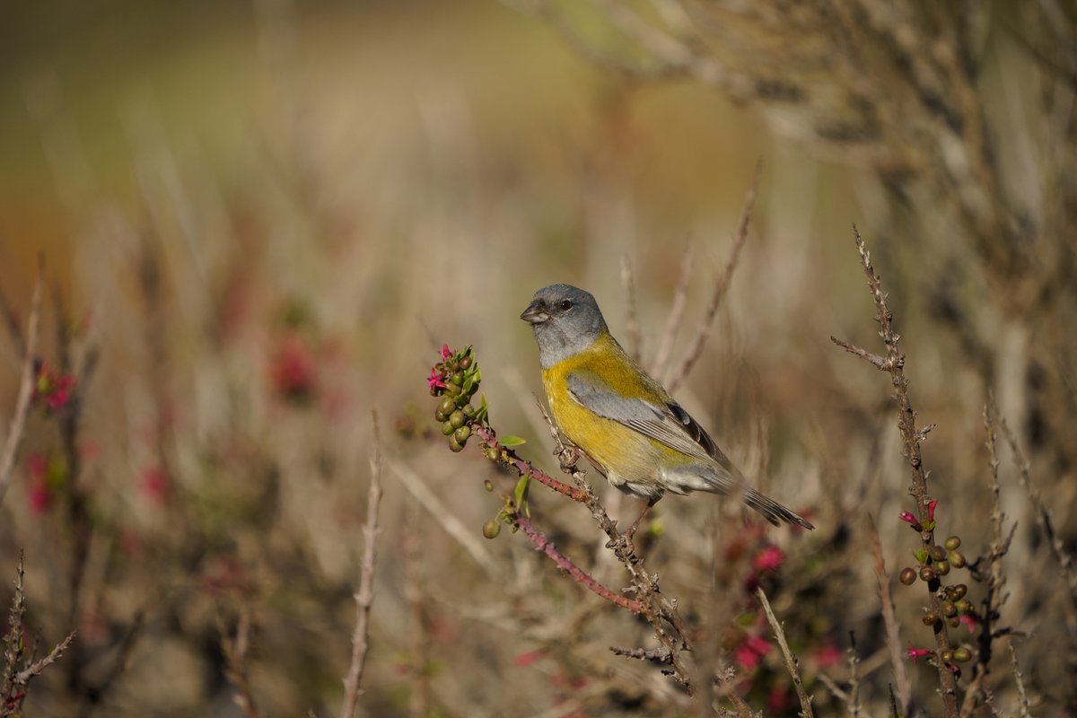 Ayer fue el #DiaInternacionalDeLaBiodiversidad una oportunidad para reflexionar sobre las acciones que Chile debe tomar para la protección de su biodiversidad. Aprobar el Servicio de Biodiversidad y Areas Protegidas es un gran primer paso #sbap #QueremosSBAP
📷 <a href="/MMAChile/">Ministerio del Medio Ambiente</a>