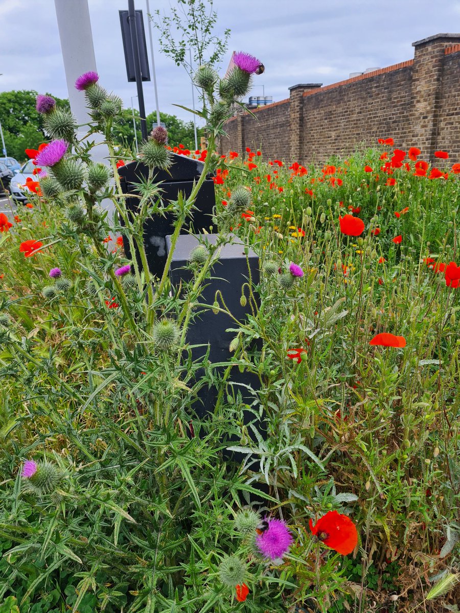 The Hogarth roundabout on the A4. Even in this hostile environment, count those bees <a href="/TfL/">TfL</a> <a href="/mcincalifornia/">marie-claire meisels</a> <a href="/LondonNPC/">London National Park City*</a> @GoldenLeafofLo1