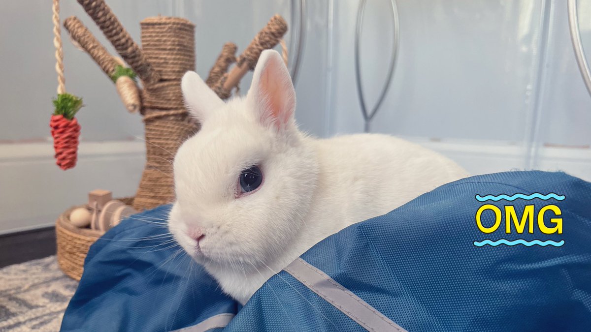 MagicZeBunny's tweet photo. OMB!!! Over ze weekend, me bit Hoomโs brother. Like, just his finger. Me didnโt like dat he touched mes blankey. Me was remorseful but also stomped mes paw. It was 93ยฐ outside, so me will blame ze heat wave {despite AC being full blast in mes room} #SorryBrian #MeStillLovesU ๐คฃ https://t.co/88URWuZFBC