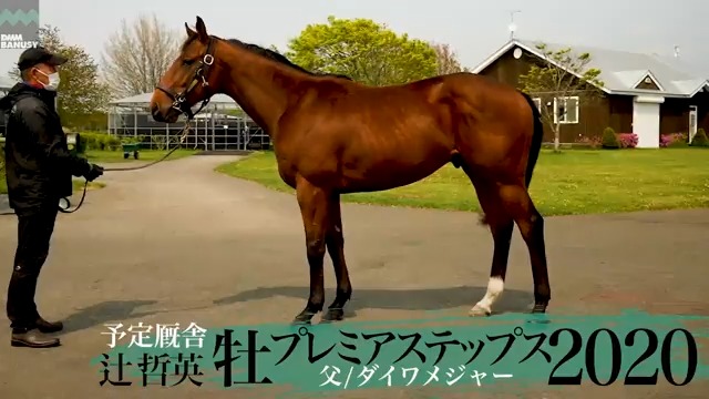 公式 Dmm Banusy 6 1 水 より募集開始予定 プレミアステップス 牡 2歳 父 ダイワメジャー 生産 社台ファーム 厩舎 辻 哲英 関東 兄は昨年の千葉サラブレッドセールにて 史上最高価格の5億1 711万円 税込 で落札 募集価格 3800万円 一口価格 円