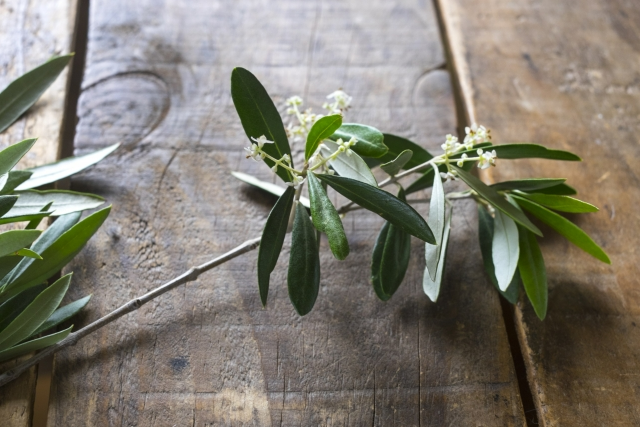 福寿満希 フローリスト社会起業家 おはようございます 5月26日の誕生花は オリーブ 花言葉は 平和 知恵 などです 旧約聖書の創世記で鳩がオリーブの枝をくわえて戻ってきたら洪水が収まったことから 鳩とオリーブは平和の象徴となったそう
