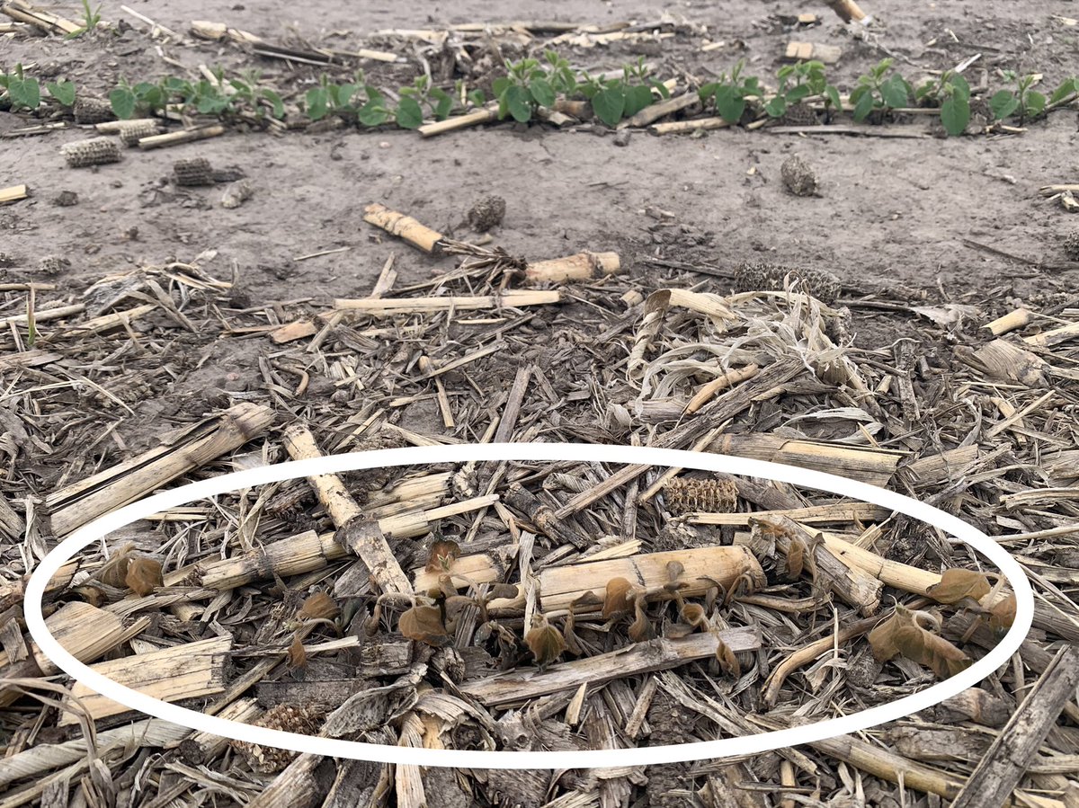 2022, the year that residue management is the largest yield limiting factor! Who would have thought 😆 
From not breaking down, to blowing, to creating poor seed beds, to creating slow emergence to now, decreasing soil heat to limit freeze damage. 🤦🏼‍♂️