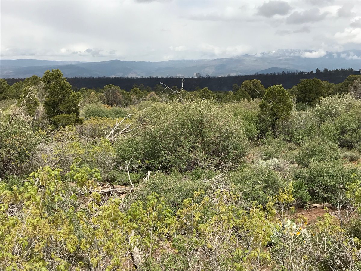 GMUG_NF's tweet photo. The Simms Fire in now 100% contained. The acreage has been reduced to 313 acres after field verification and better mapping. There are still approximately 170 personnel assigned to the fire. https://t.co/2fj3sXf9GN