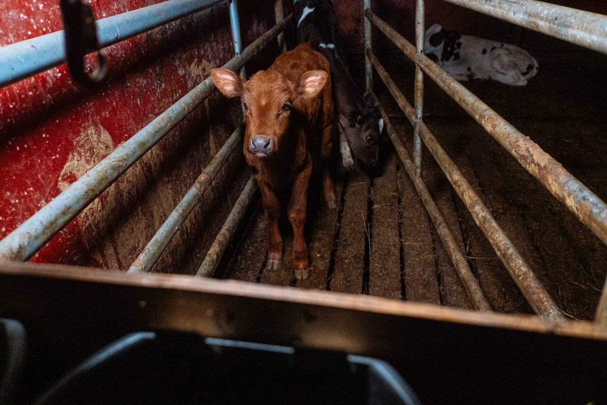 Animal agriculture’s appropriation of the term ‘humane’ is one of the great treachery’s against consumers. There’s no #compassion in a slaughterhouse, no humane slaughter. How I wish ppl preferred facts to such heartbreaking magical thinking  #BeVegan #EndAnimalAg