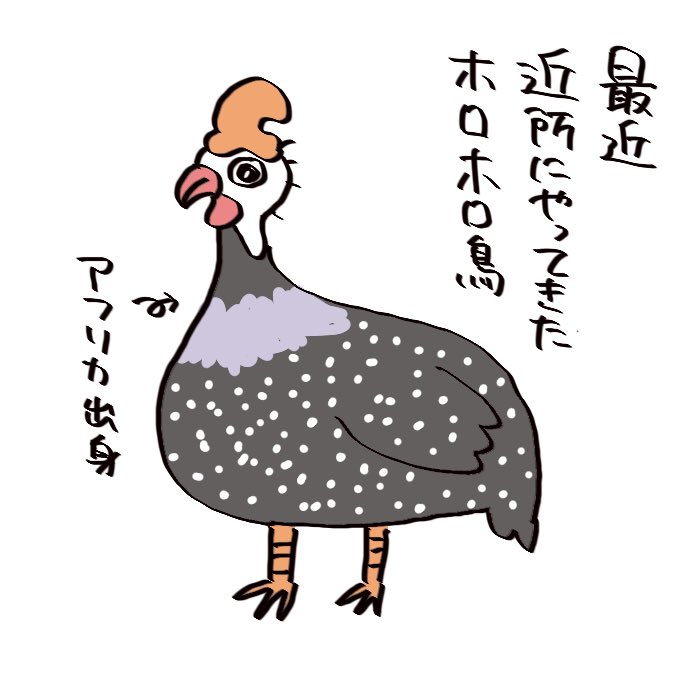 【絵日記】ホロホロ鳥
https://t.co/qmOdKBFJid 