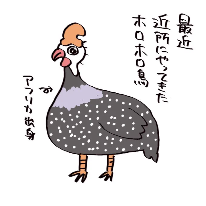 【絵日記】ホロホロ鳥 