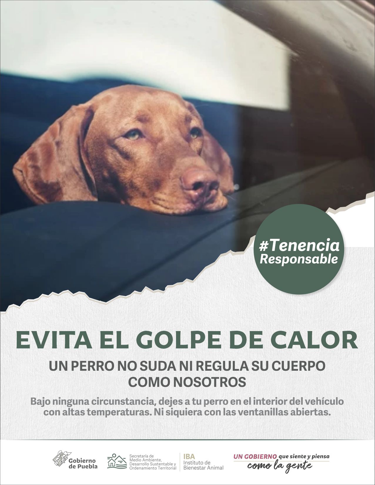 Instituto de Bienestar Animal PUE on Twitter: Instituto de Bienestar Animal PUE on Twitter: